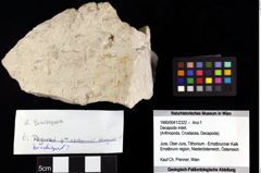 Foto (Objket + Etiketten) von Decapoda indet. 